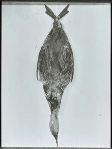 Image of Red-throated Loon, Hanging